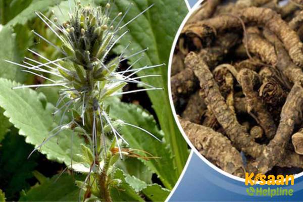 Kutki (कटकी)